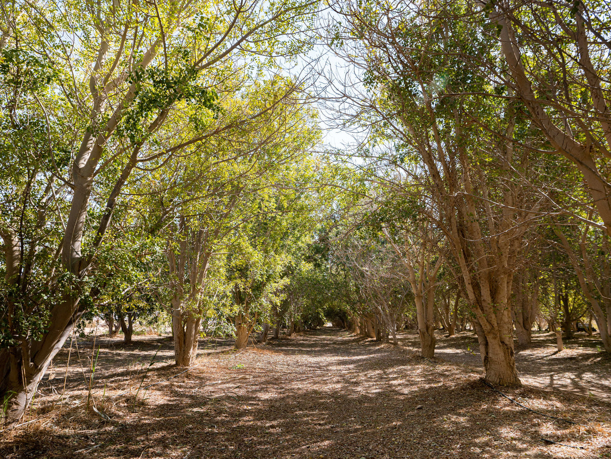 Marunda Tree The Ancient and Enduring Legacy of Marula Trees – MarulaLab