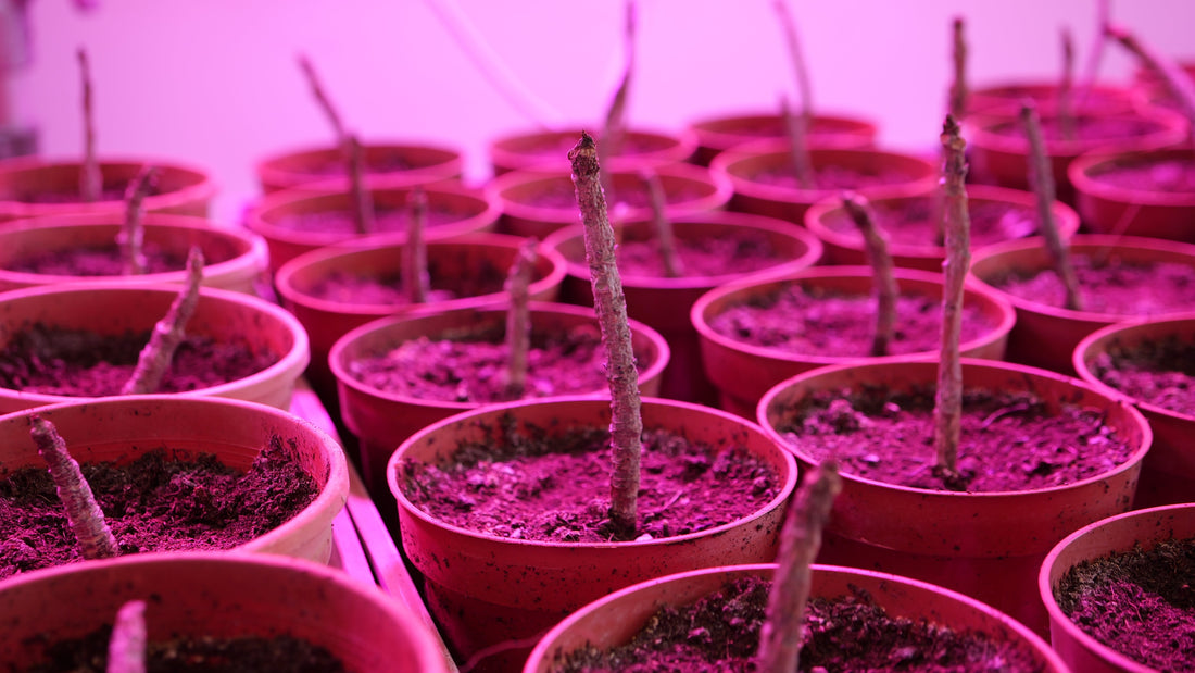 Baby Marula tree (pickup only)