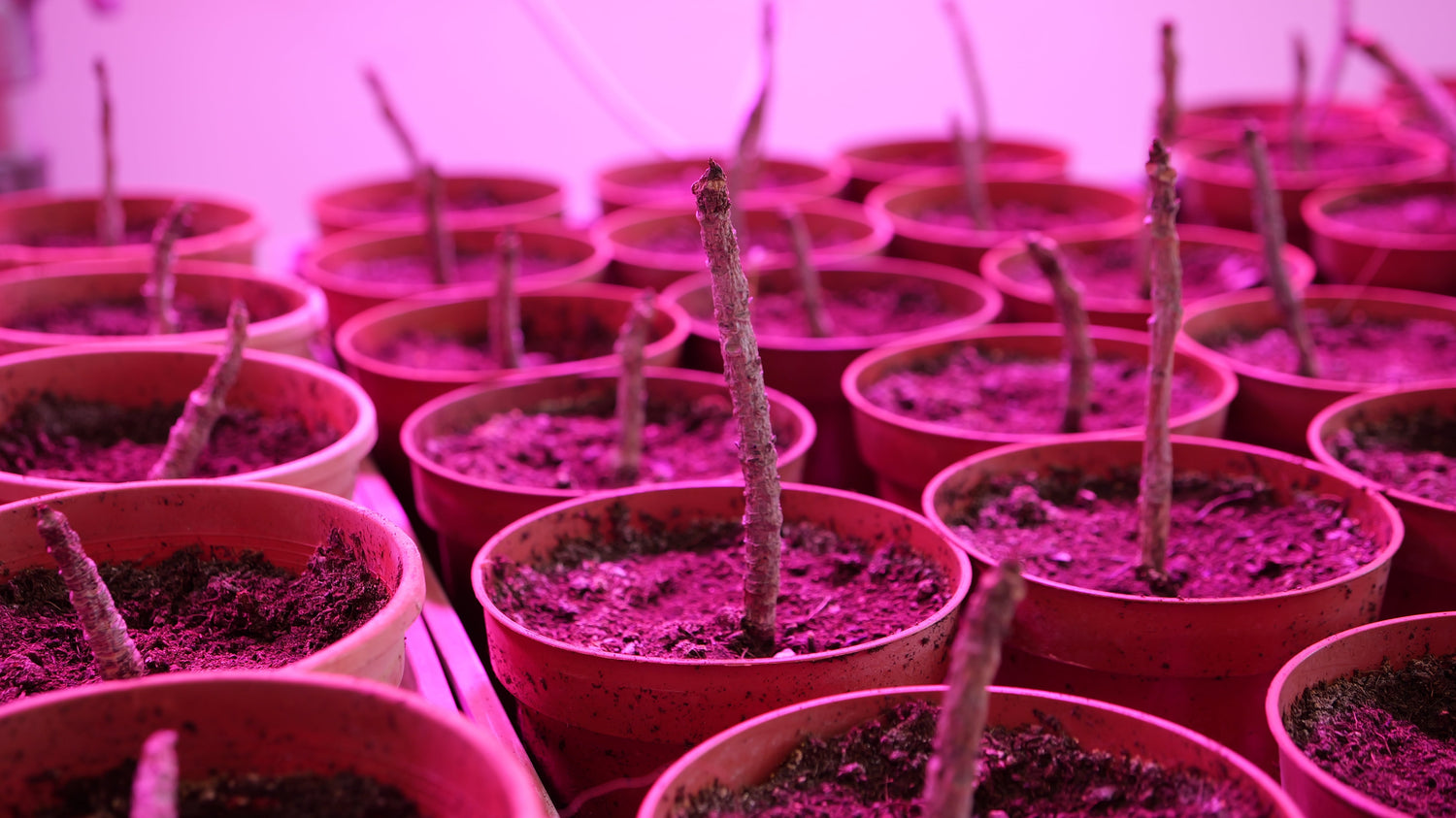 Baby Marula tree (pickup only)